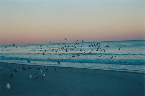 tangledleaves:  (by nickibinds) 