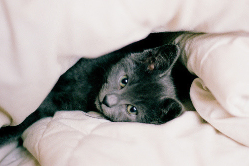 Cozy Cats
