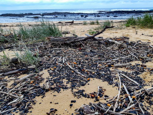 Australia’s Bushfire AftermathAustralia’s east-coast bushfires of 2019-2020 have been extinguished f