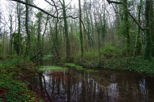 &ldquo;The Leat&rdquo; Oare Gunpowder Mills - Faversham - A winter walk by favmark1 on Flick