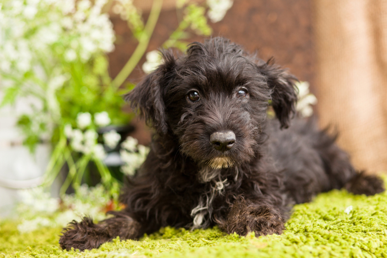 bichon frise terrier mix