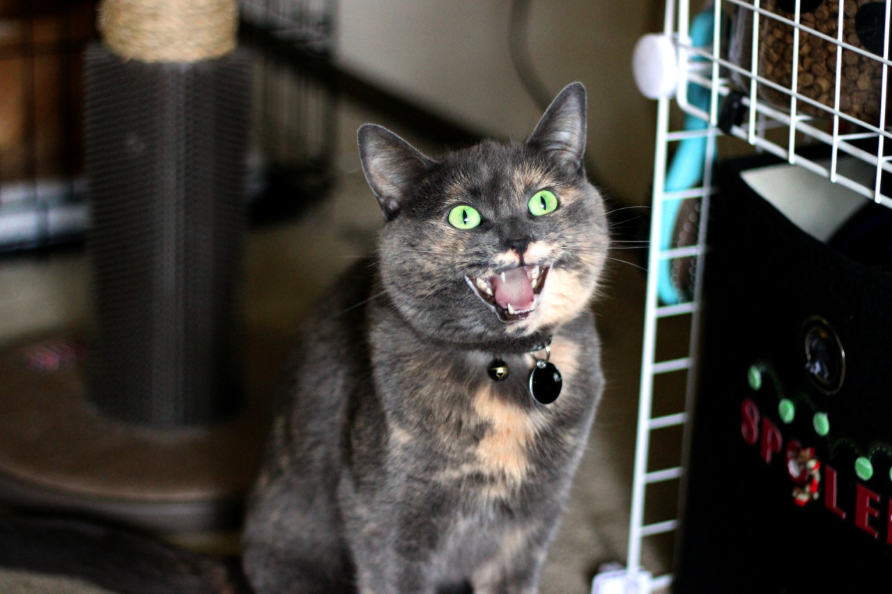catsbeaversandducks:  Her Name Is Refurb And She Screams A Lot“Cats are just fluff