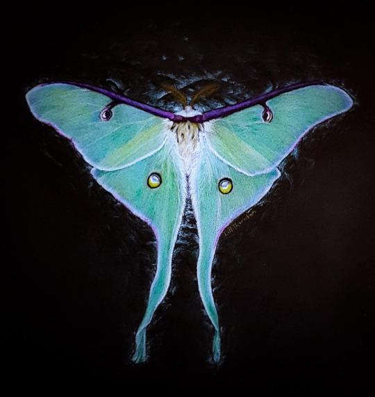 Luna Moth, colored pencils on black paper by agree-to-dissagree