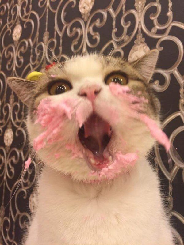 babyanimalgifs:  Best thing i’ve seen today