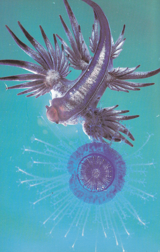 Floating Sea Slug Attacking A Jellyfish, Great Barrier Reef Life On Earth, David Attenborough, 1979