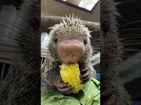 Wild Kratts Reboot — Rico eating corn - Cincinnati Zoo #shorts