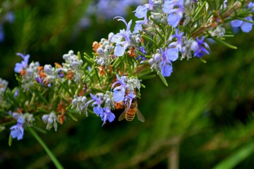 megarah-moon:Honeybees and rosemary~♡ Buy My Photography ♡