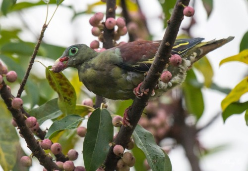 tbcl: 厚嘴綠鳩Thick-billed Green Pigeon - Chun Pong Leung Chun Pong