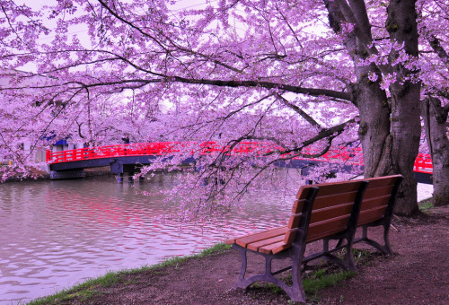 ourbedtimedreams:Early morning of Sakura by Hisa Segawa Via Flickr: @ Hirosaki early morning at 5