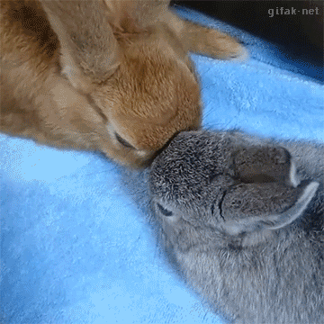RABBITS! RABBITS! RABBITS!