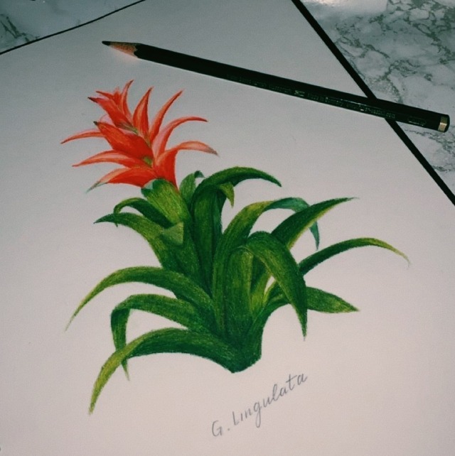 A prismacolor drawing of the G. Lingulata flower