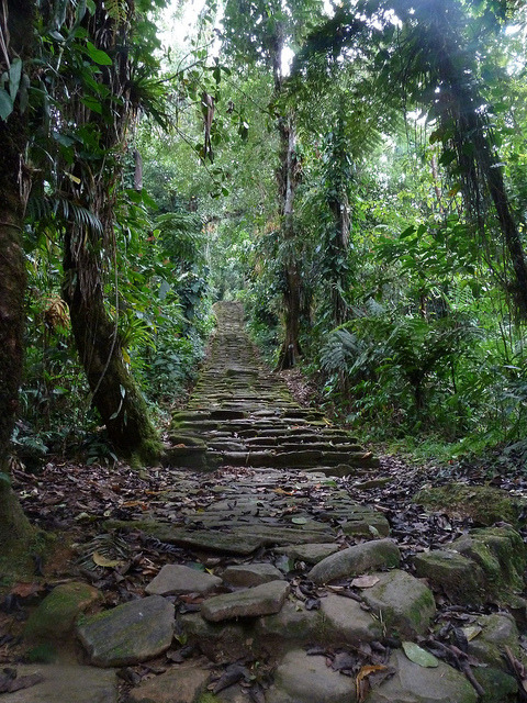 gloriousearth:  Jungle stairs to Ciudad Perdida, Colombia  Jungle stairs to Ciudad Perdida, Colombia