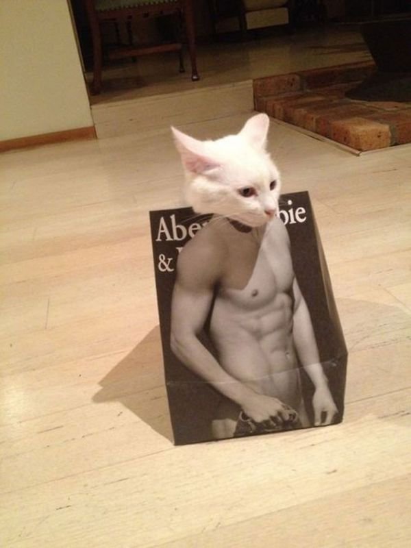 Looks like somebody has been working out!
Via cats amazing