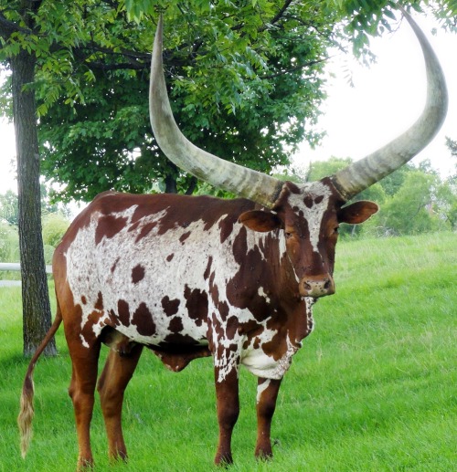 rhaalia:  wapiti3:    The Ankole-Watusi, also known as Ankole Longhorn is a breed of cattle originally native to Africa. Its large distinctive horns that can reach up to 8 ft (2.4 m) from tip to tip are used for defense and cooling by honeycombs of