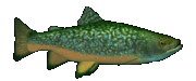 Various Fish By YRAM Enterprises