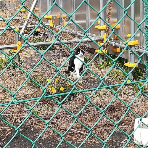haniwasubmarine:  柵向こうのハチワレさん。 #neko #cat #shirokuroneko #hachiware