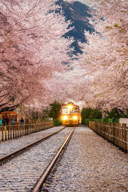 umq:  Jinhae, South Korea :: (Aaron Choi)