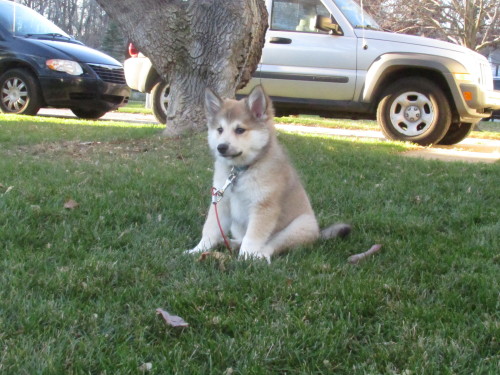 Do you know how many people I’ve had ask me if Reidar is a pomsky?Icelandic sheepdog, people.