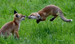 sirpeter64:  Young fox cubs play in Germany.