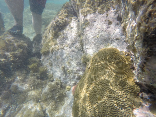 Thomian brain coral. So lonely but so lovely. Perseverance Bay, St. Thomas, USVI. c. 2014