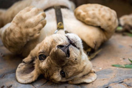 culturenlifestyle:Two Adorable Inseparable Lion CubsRescued in a refugee camps in the Gaza Strip, th