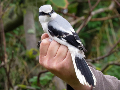 Great Grey Shrike (Lanius excubitor) >>by John Sadler