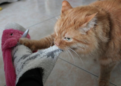 youraffectionatedad:Not even the Cone of Shame can stop this bloodthirsty man-eating predator!!