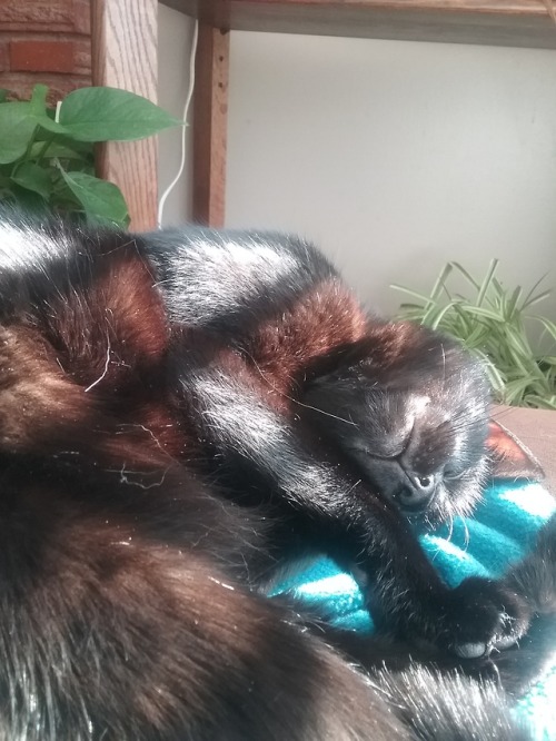 world-of-cats: O'Malley here is normally a solid black cat, but when the sunlight hits him just righ