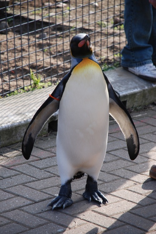 jchthys:This is Sir Nils Olav, a king penguin who is Colonel-in-Chief in the Norwegian Army.woozapoo