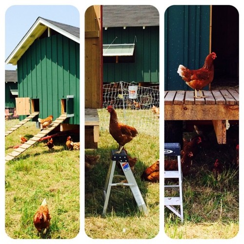 Chickens are so comical without even trying. #stilllifewithchickens #overlookfarm #pennsylvania