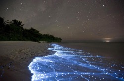 pocula:  Doug Perrine, a marine biology photographer, has captured stunning images of bioluminescent waves, in Vaadhoo Island, Maldives. Various species of phytoplankton are known to bioluminesce, and when washed ashore by the tides, their chemical energy