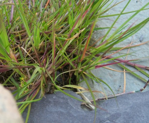 OK, here are the adventurous youngsters, checking out the pond edge. In the pictures where they’re a