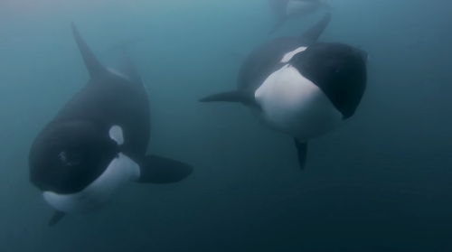 manicpixiedreampunx:  thelovelyseas:  “There’s one orca that I’ve rescued and his name is Ben. When I get in the water he’ll swim right up next to me, sorta get this feeling there’s somebody there, you turn around and there’s this face