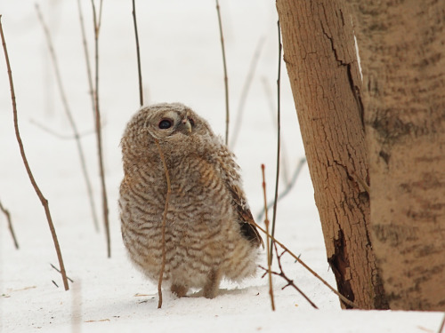 Young great horned owl