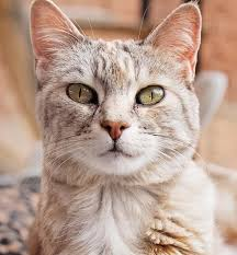 I Can And Will Sent You A Cat Pic Every Day In Place Of Shinsou :3-