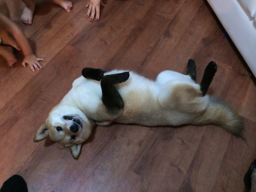 sm980:  what the heck this dog has stockings but not 