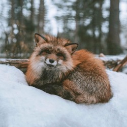 everythingfox: What a cool looking fox! Taken from /r/foxes 