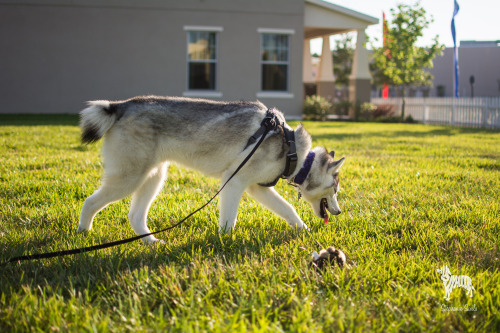 huskyhuddle:Sun Drunk Shepherds and Sibes Master Post for handsomedogs Sunray Sunday!!