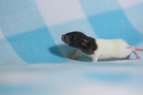 mowglismomma:The beans!