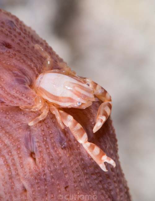 Haig’s Porcelain Crab can be found living on the soft body of various types of Sea Pens - photo take