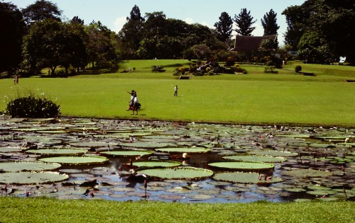 Giant lily pads (Victoria amazonica), Botanical Garden, Bogor, West Java [Bantalan lily raksasa (Vic