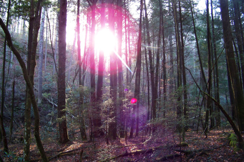 Blanton Forest State Park, Watts Creek trail, 12/27/16This was my first time hiking in Blanton Fores