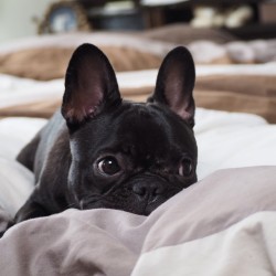 batpigandme:  Today is Sunday. But Daddy has to work 👔💼 I’m waiting for him to come back home….😢 日曜日なのにパパお仕事。早く帰って来ないかな〜😢 #frenchie #frenchbulldog #instadog #frenchiesofinstagram #instafrenchie