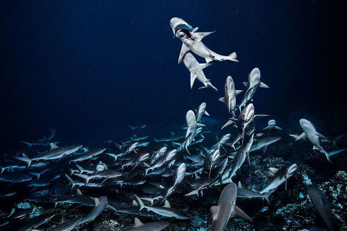 sitting-on-me-bum: The sharks hunting down one grouper off the Fakarava Atoll in French Polynesia.  