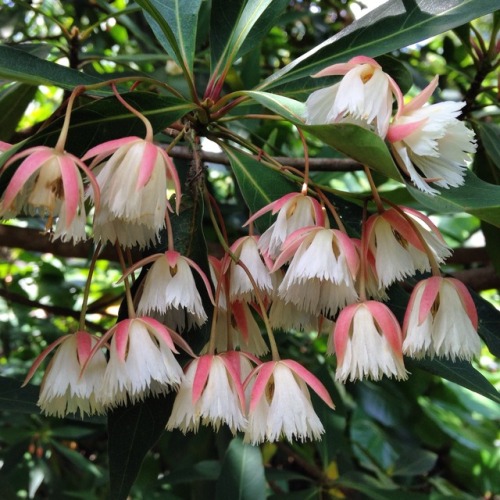 lovecraftsgarden: Elaeocarpus grandiflorusLily of the Valley Tree, Fairy Petticoats(via)