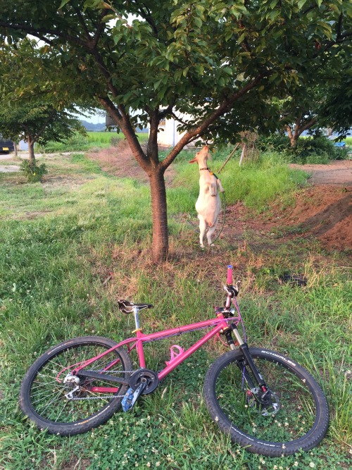 xizang325:  ２０１５・７・３０　会社帰りに・・・ヤギ！！ 今、飼いたい動物ＮＯ．２！（1番飼いたいのはミニブタｗ！！） 当然庭の除草に。でもさすがに住宅地だと厳しいよねぇ。個人的にはそんな