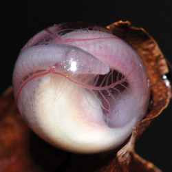 mucholderthen:  IS IT A WORM?  IS IT A SNAKE?  NO – IT’S A CAECILIAN!Caecilians: The Other Amphibians The caecilians (pronounced ‘say-see-lee-un’) are an order (Gymnophiona) of amphibians that superficially resemble earthworms or snakes. They