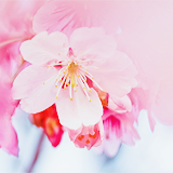 ryeou:  sakura (by 紅襪熊) 