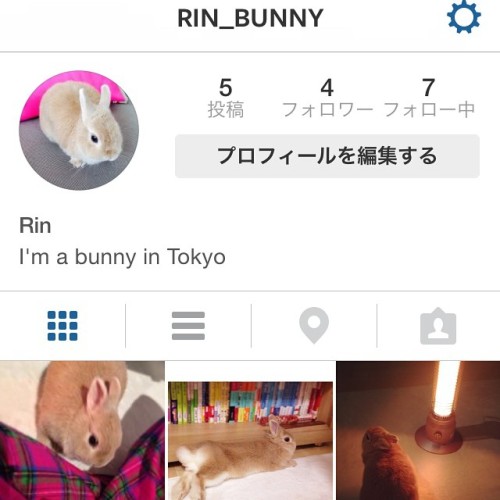 My bunny started Instagram !!
Follow her🐰🐰🐰
@rin_bunny
#bunny #rabbit #happy #pet #girl #family #debut