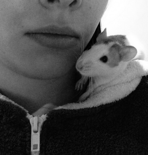 english-rats:Kisses